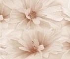 Decor Marita Marron