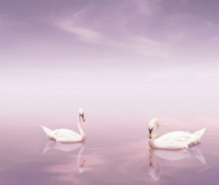Decor Cisnes