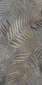 Wallpapers Golden Fern